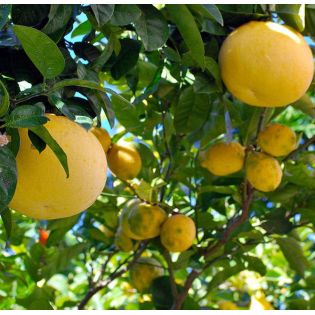 Agrumes citrus x paradisii var. star ruby (pamplemoussier rose)
