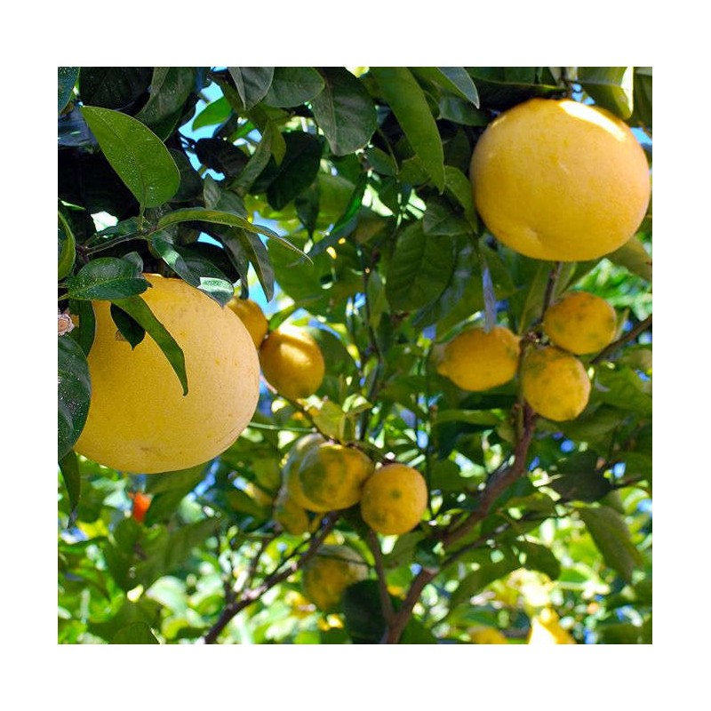 Agrumes citrus x paradisii var. star ruby (pamplemoussier rose)