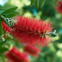 Callistemon laevis
