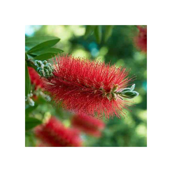Callistemon laevis