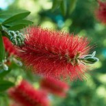 Callistemon laevis