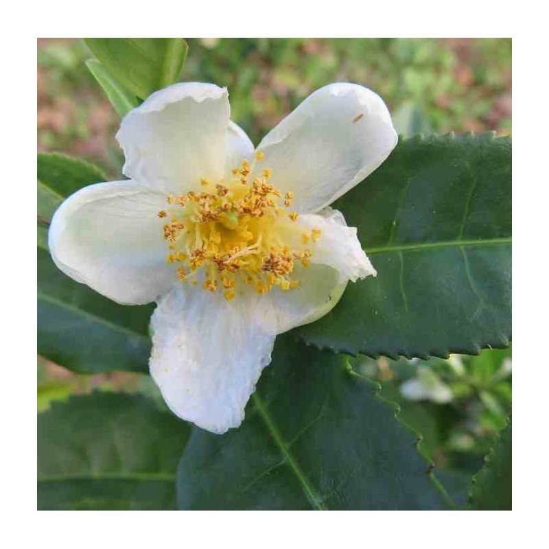Camellia sinensis (syn. Thea chinensis) : le théier