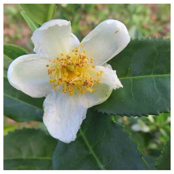Camellia sinensis (syn. Thea chinensis) : le théier