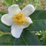 Camellia sinensis (syn. Thea chinensis) : le théier