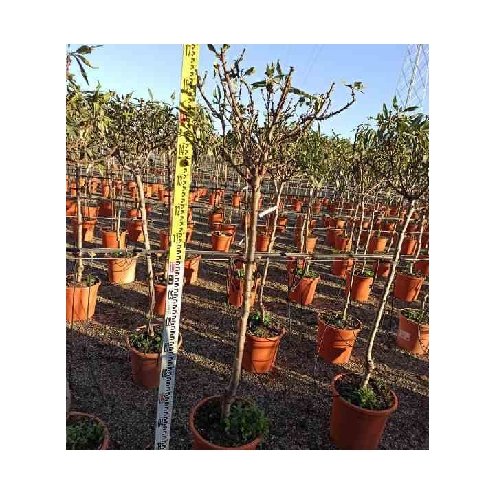 Prunus dulcis Amandier