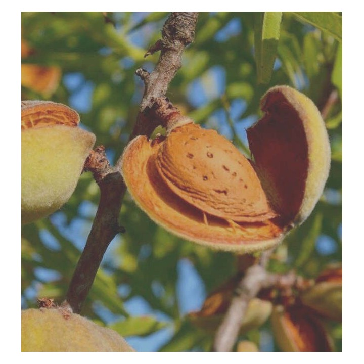 Prunus dulcis var. Largueta (Amandier productif, fruit croquant allongé)