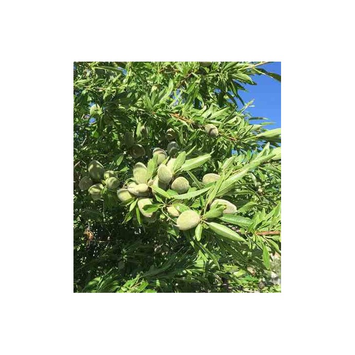 Prunus dulcis (Amandier)