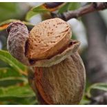 Prunus dulcis var. Guara (Amandier super productif, floraison tardive)