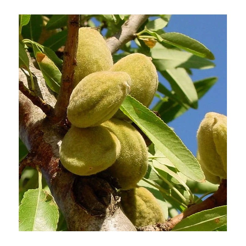 Prunus dulcis var. Mollar (Amandier super productif, floraison tardive, fruit gouteux))