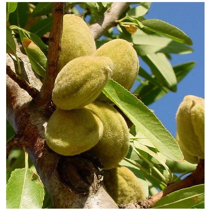Prunus dulcis var. Mollar (Amandier super productif, floraison tardive, fruit gouteux))