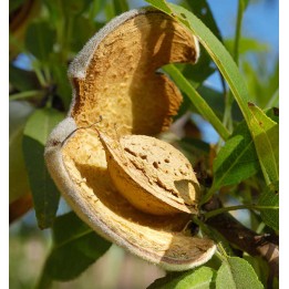 Prunus dulcis var. Marcona (Amandier super productif, floraison tardive)