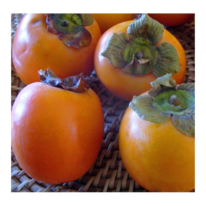 Diospyros kaki var.Persimon (Plaqueminier trés productif gros fruit rouge non astringent)