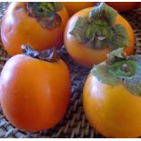 Diospyros kaki var.Persimon (Plaqueminier trés productif gros fruit rouge non astringent)