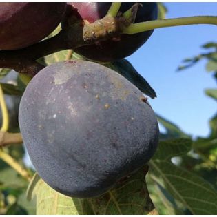 Ficus carica var. Napolitana noire (figuier rustique et productif au fruit très sucré noir)