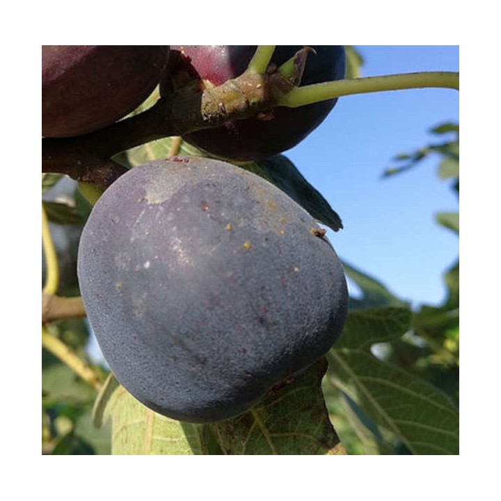 Ficus carica var. Napolitana noire (figuier rustique et productif au fruit très sucré noir)
