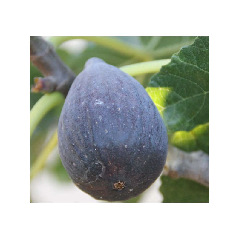 Ficus carica var. Breva noire (figuier productif 2 récoltes au fruit très sucré noir)