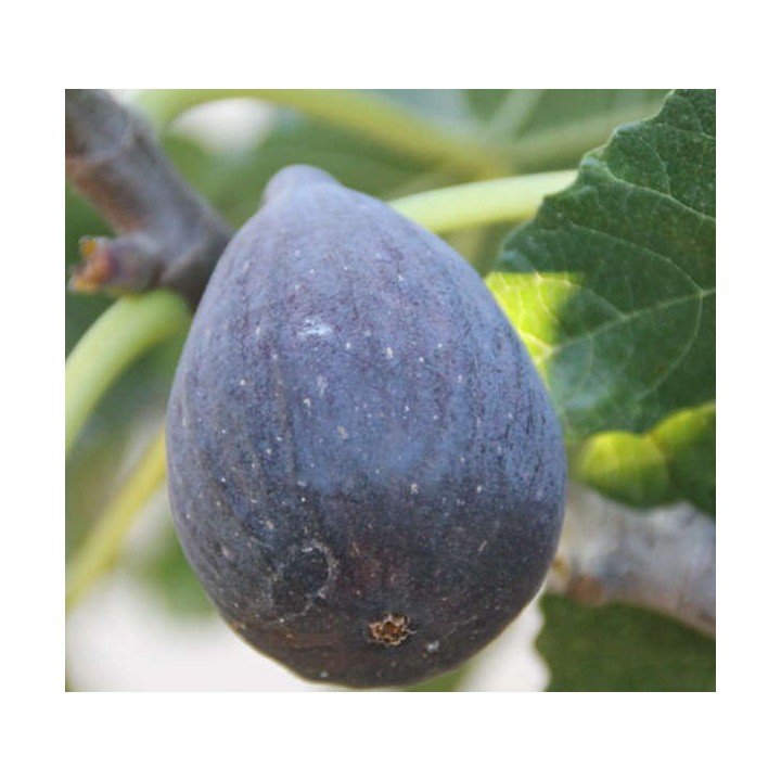 Ficus carica var. Breva noire (figuier productif 2 récoltes au fruit très sucré noir)