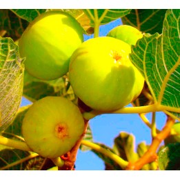 Ficus carica var. Col de Dame Blanche (figuier rustique au fruit très savoureux blanc)