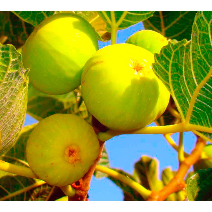 Ficus carica var. Col de Dame Blanche (figuier rustique au fruit très savoureux blanc)