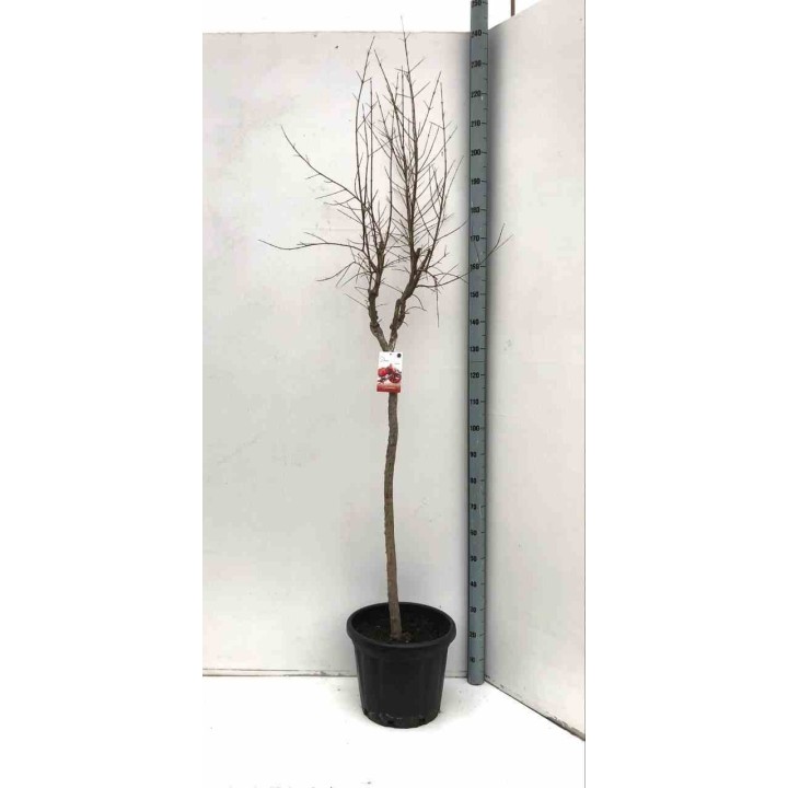 Punica granatum