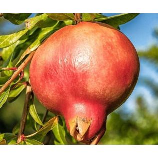 Punica granatum var.mollar de Elche (Grenadier très productif, gros fruit savoureux)