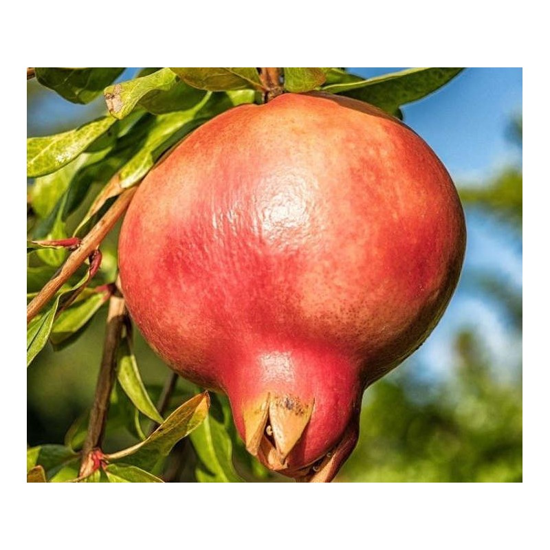 Punica granatum var.mollar de Elche (Grenadier très productif, gros fruit savoureux)