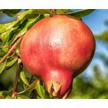 Punica granatum var.mollar de Elche (Grenadier très productif, gros fruit savoureux)