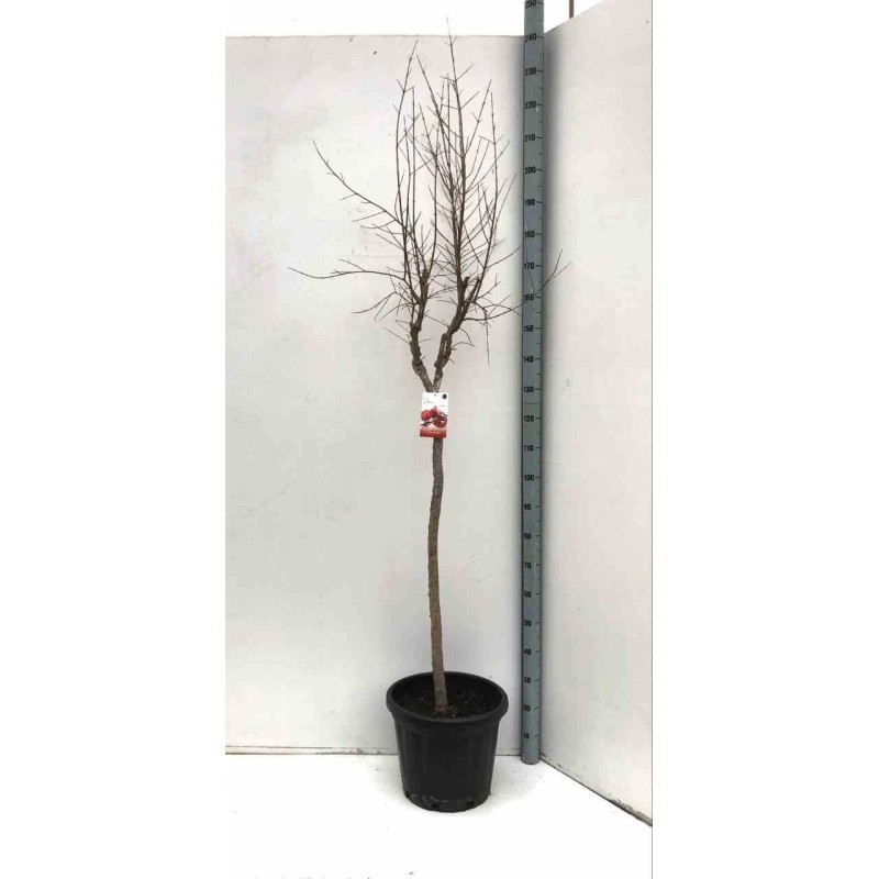 Punica granatum