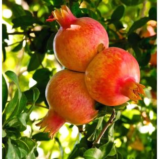 Punica granatum var.wonderfull (Grenadier très productif, gros fruit acidulé très juteux)