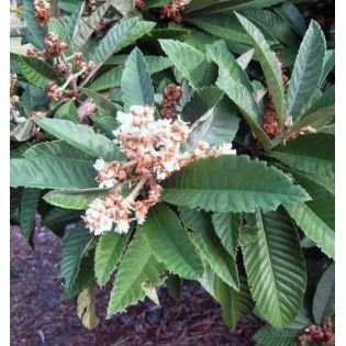Eriobotrya japonica (Néflier du japon, bibacier)
