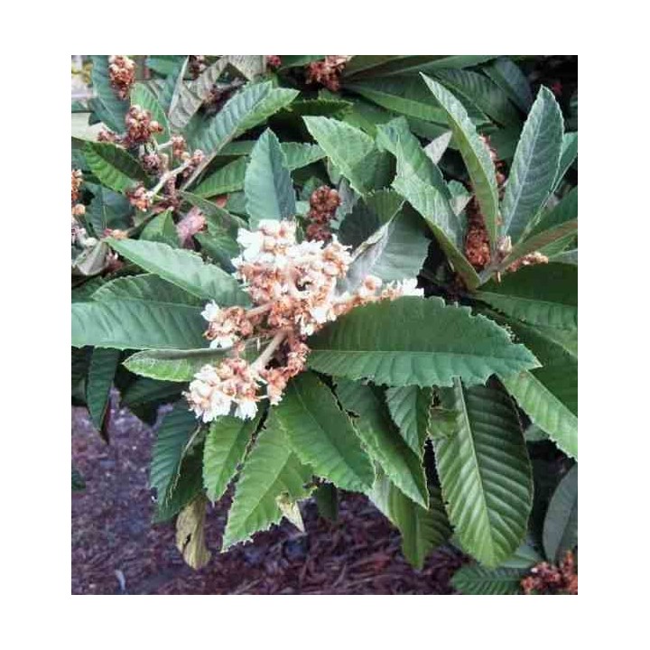 Eriobotrya japonica (Néflier du japon, bibacier)