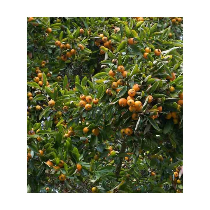 Eriobotrya japonica (Néflier du japon, bibacier)