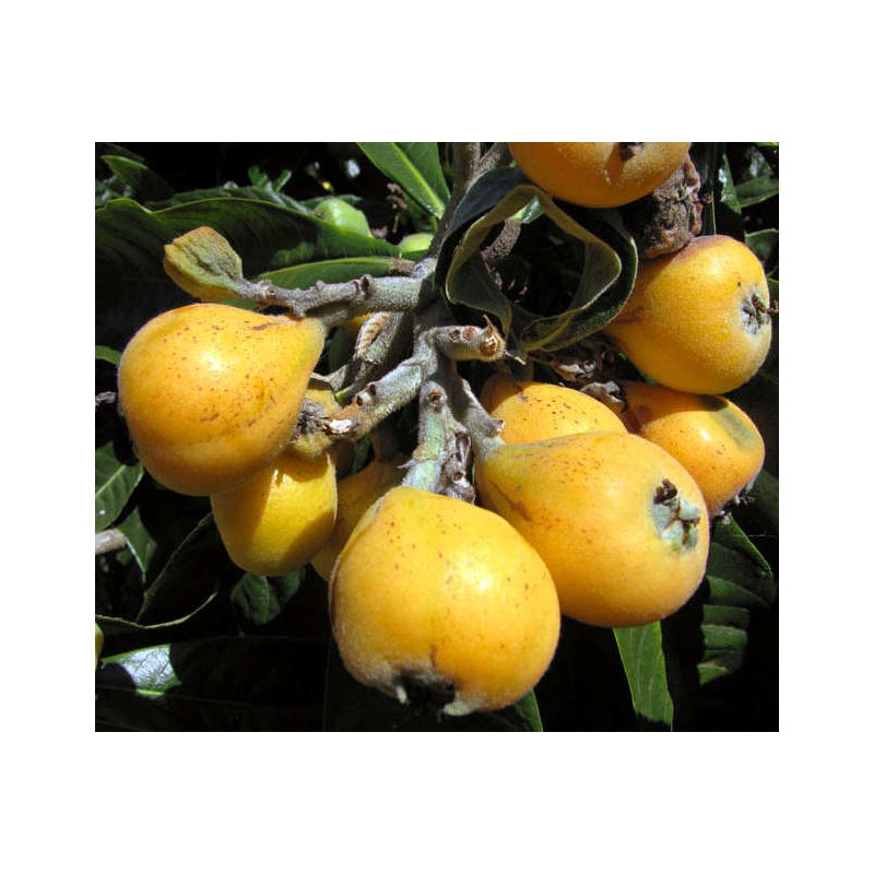 Eriobotrya japonica var tanaka (Néflier du japon très rustique à gros fruit, bibacier, Loquat)