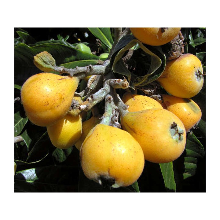 Eriobotrya japonica var tanaka (Néflier du japon très rustique à gros fruit, bibacier, Loquat)