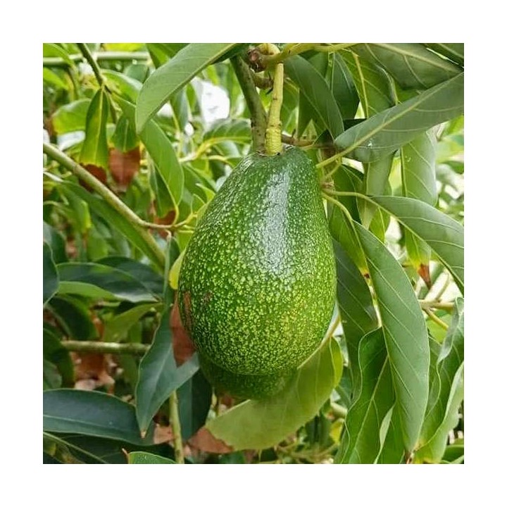 Avocatier : Persea americana var. Ettinger (De greffe)