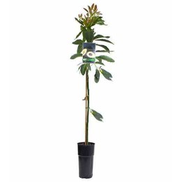 Avocatier : Persea americana var. pinkerton (De greffe)