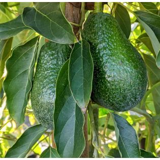 Avocatier : Persea americana var. Lamb Hass (De greffe)