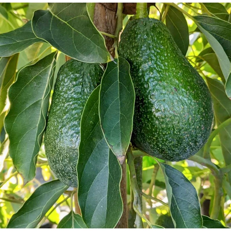 Avocatier : Persea americana var. Lamb Hass (De greffe)