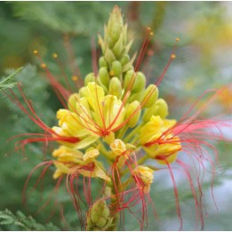 Caesalpinia gilliesii (petit flamboyant)