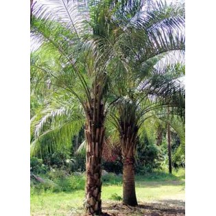 Butia nabonnandii (Butyagrus)