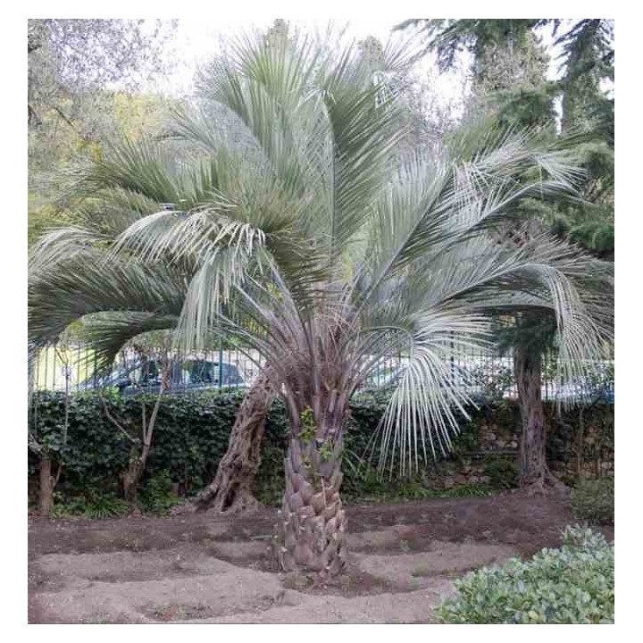 Butia capitata (Palmier à vin ou gelée)