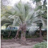 Butia capitata (Palmier à vin ou gelée)