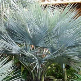 Brahéa sp. Super argent