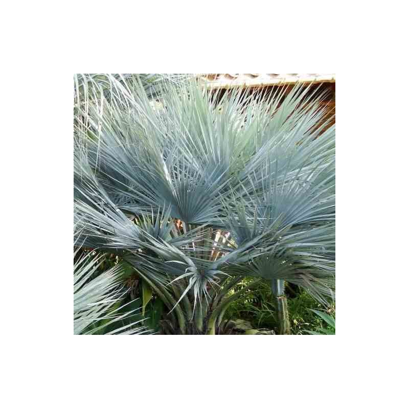 Brahéa sp. Super argent