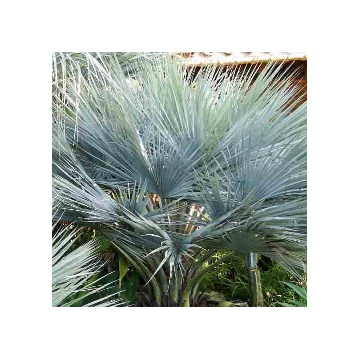 Brahéa sp. Super argent
