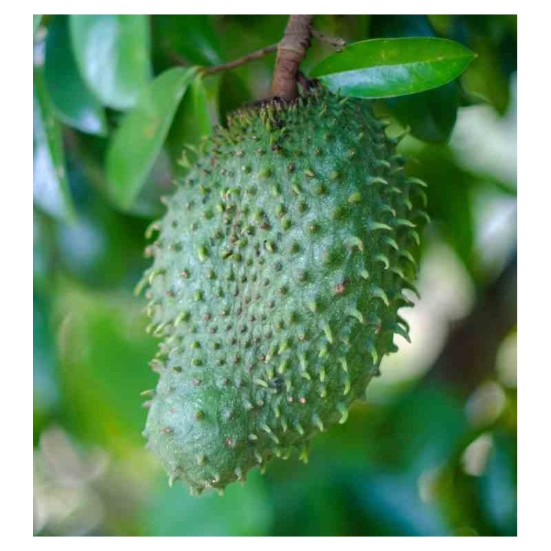 Annona muricata (Corossole)