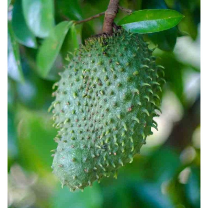 Annona muricata (Corossole)