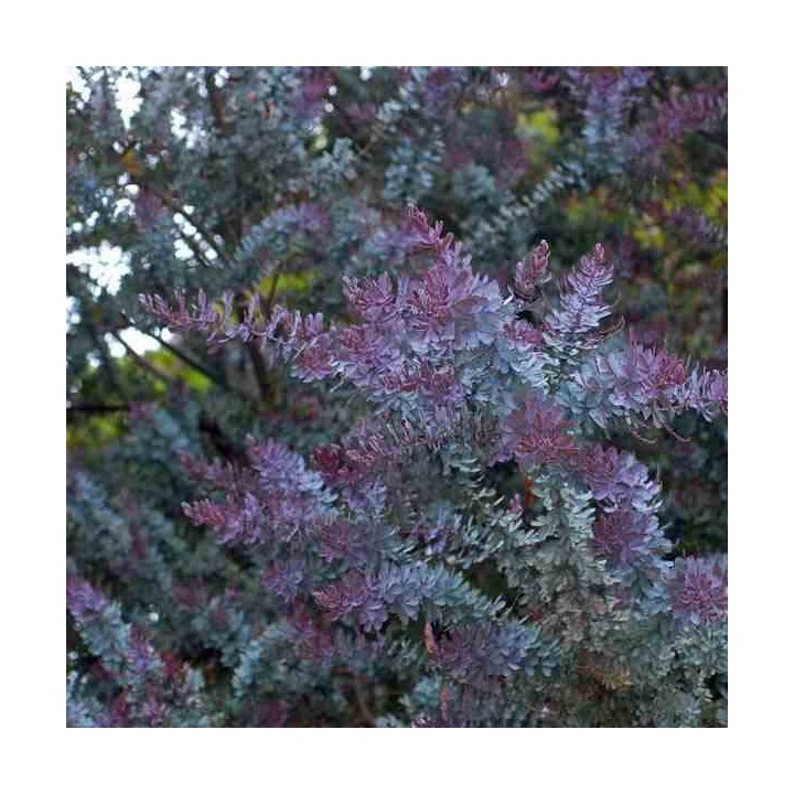 Acacia baileyana 'Purpurea'
