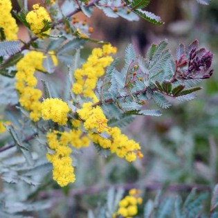 Acacia baileyana 'Purpurea'
