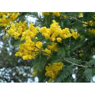 Acacia dealbata var. Le Gaulois